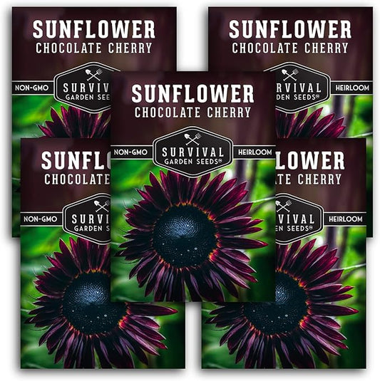 Survival Garden Seeds - Chocolate Cherry Sunflower Seed for Planting - 5 Packets with Instructions to Plant & Grow Burgundy Sunflowers in Your Vegetable & Flower Garden - Non-GMO Heirloom Variety