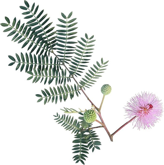100 Sensitive Plant Seeds for Planting - Exotic Flower Seeds - Mimosa Pudica Seeds AKA Moving Plant, Shy Plant, Shameful Plant, Touch-me-not - by RDR Seeds