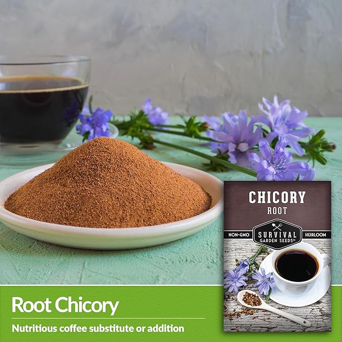 Root Chicory Seed for Planting - 1 Packet with Instructions to Plant and Grow Coffee Chicory in Your Home Vegetable Garden - Non-GMO Heirloom Variety - Survival Garden Seeds