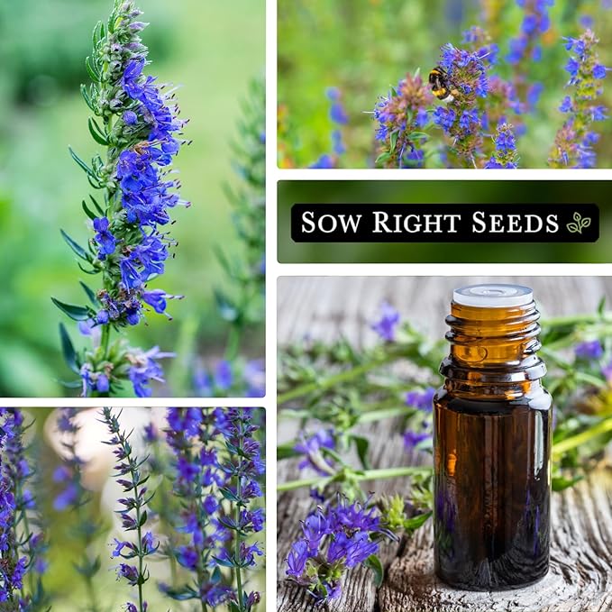Sow Right Seeds - Hyssop Seed for Planting - Medicinal Herb to Plant in Your Garden - Outdoors - Attracts Pollinators - Stunning Purple Flowers - Non-GMO Heirloom Seeds - Great Gardening Gift (1)