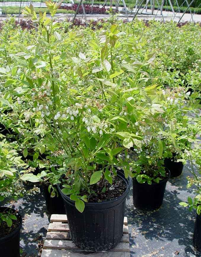 Vaccinium corymbosum 'Jersey' (HighBush Blueberry) Edible-Shrub, #2 - Size Container