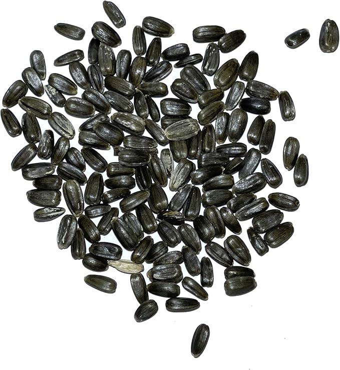 Seed Needs, Dwarf Teddy Sunflower Seeds - 100 Heirloom Seeds for Planting Helianthus annuus - Double Petaled Blooms, Attracts Pollinators/Butterflies (1 Pack)