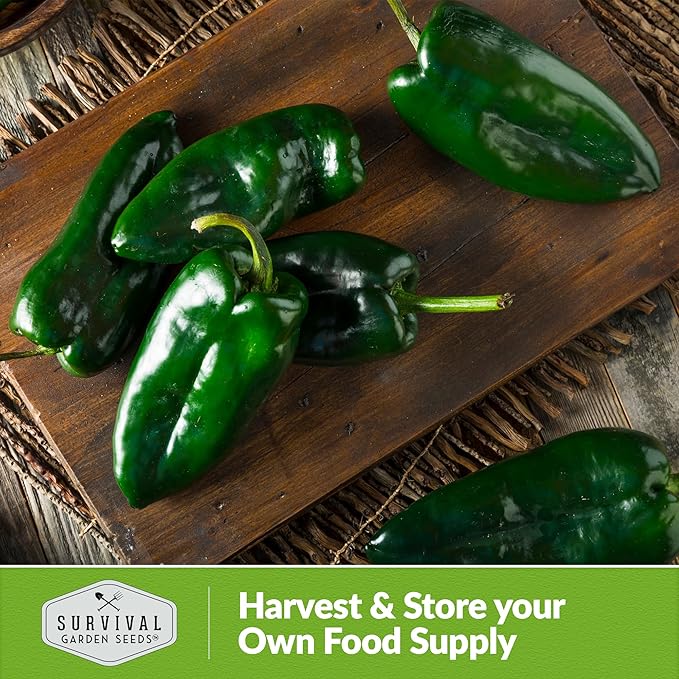 Poblano Pepper Seed for Planting - 5 Packets with Instructions to Plant and Grow Ancho Chiles in Your Home Vegetable Garden - Non-GMO Heirloom Variety - Survival Garden Seeds