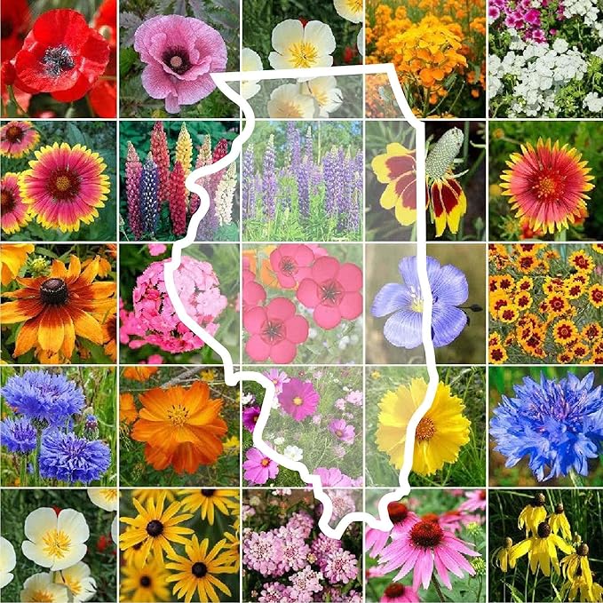 Eden Brothers Illinois Wildflower Mixed Seeds for Planting, 1 lb, 480,000+ Seeds with Cosmos, Blanket Flower | Attracts Pollinators, Plant in Spring or Fall, Zones