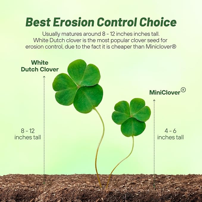 Outsidepride Perennial White Dutch Clover Seed - 1/4 lbs. Nitrocoated, Inoculated Clover Seeds for Lawn Alternative, Erosion Control, Food Plots, Ground Cover, & Pasture Mixtures in USDA Zones 3-10