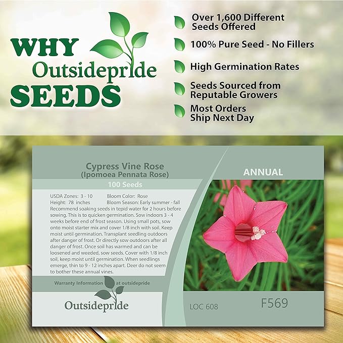 Outsidepride 200 Seeds Annual Rose Cypress Vine Flower Seeds for Planting