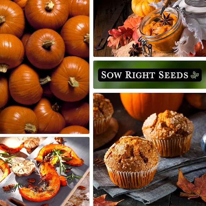 Sow Right Seeds - Small Sugar Pumpkin Seed for Planting - Non-GMO Heirloom Packet with Instructions to Plant a Home Vegetable Garden - Mini Orange Sugar Variety on Long Vines - Fast Growing (2)