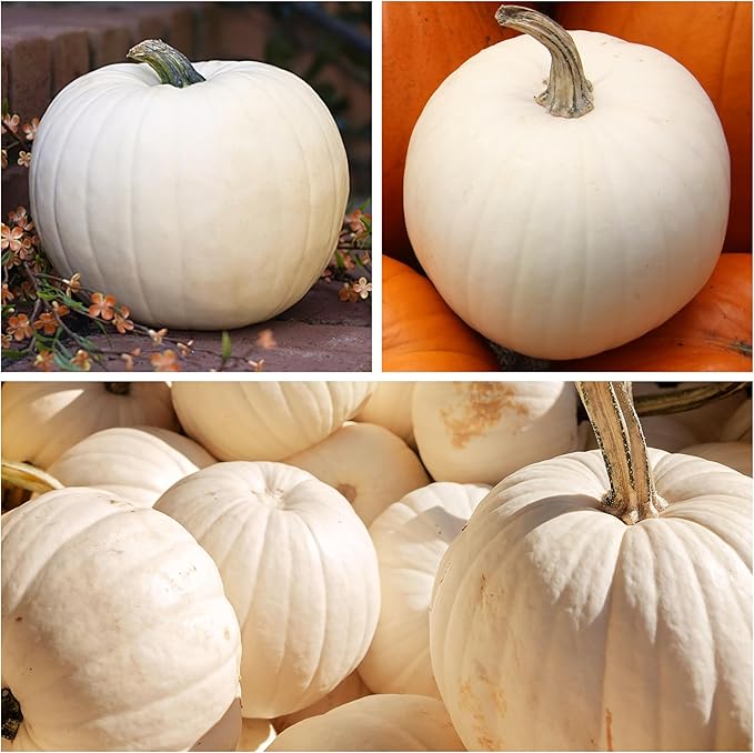 Seed Needs, Specialty Pumpkin Seed Packet Collection (4 Individual Varieties of Pumpkin Seeds for Planting) Fairytale, Blue Jarrahdale, Lumina White & Jack O Lantern