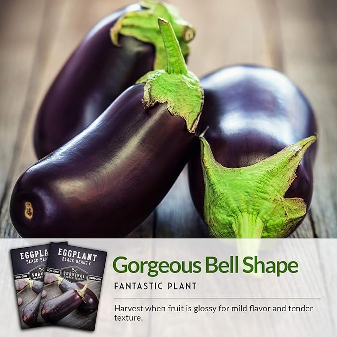 2 Packs Black Beauty Eggplant Seed for Planting - Packet with Instructions to Grow Purple Aubergine Plants in Your Home Vegetable Garden - Non-GMO Heirloom Variety - Survival Garden Seeds