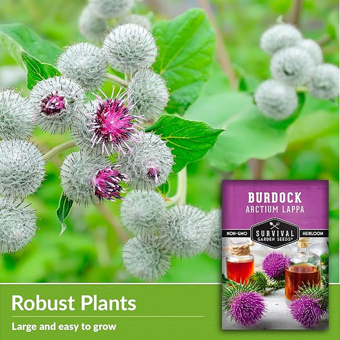 Burdock Seed for Planting - 3 Packets with Instructions to Plant and Grow Burdock Root (GOBO) in Your Home Vegetable Garden - Non-GMO Heirloom Variety- Survival Garden Seeds