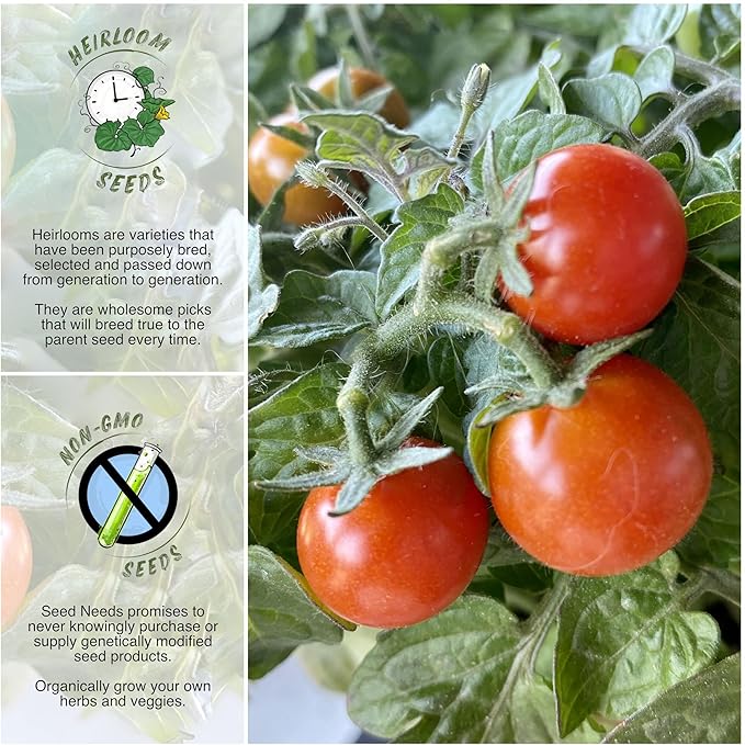 Seed Needs Tiny Tim Tomato Seeds for Planting - Non-GMO, Heirloom & Untreated - Organically Grow an Outdoor Vegetable Garden - Dwarf Plants Produce Cherry Tomatoes (2 Packs)