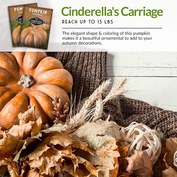 Survival Garden Seeds - Fairy Tale Pumpkin Seed for Planting - 3 Packs with Instructions to Plant and Grow Pumpkins in Your Home Vegetable Garden - Non-GMO Heirloom Variety