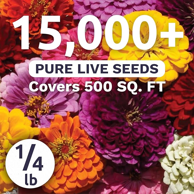 Zinnia Dahlia Mix - Bulk 1/4 Pound Pouch - 15,000 Flower Seeds for Planting - Zinnia elegans