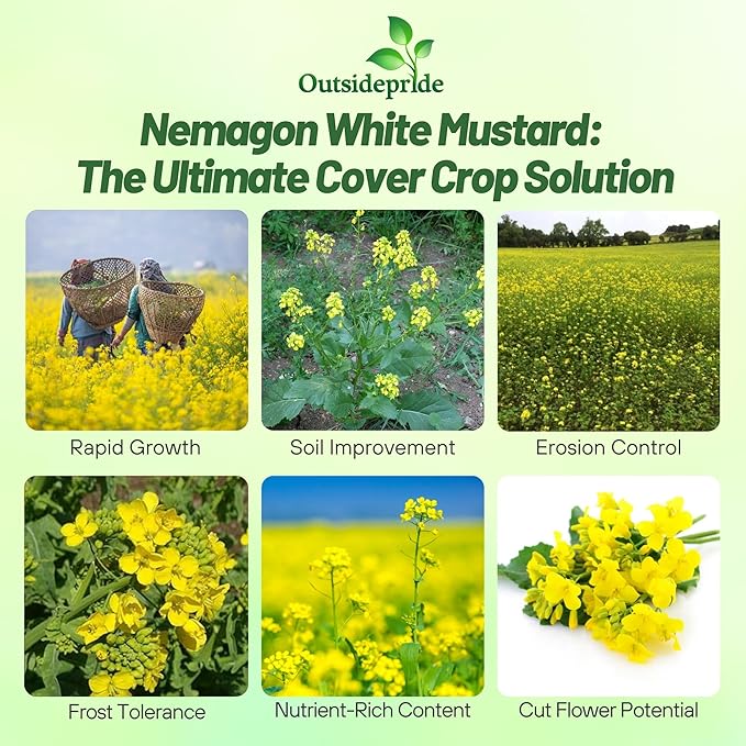 Outsidepride White Mustard Seeds for Planting - 50 lb Annual Cover Crop Seeds w/Deep Root System, High Protein Forage, Ideal for Soil Fertility, Crop Rotations, & Livestock Nutrition