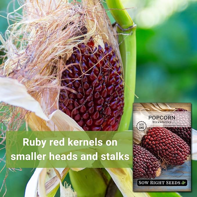 Sow Right Seeds - Strawberry Pop Corn Seed for Planting - Non-GMO Heirloom Packet with Instructions to Plant a Home Vegetable Garden - Grow Your Own Popping Kernels - Short Red Variety (2)