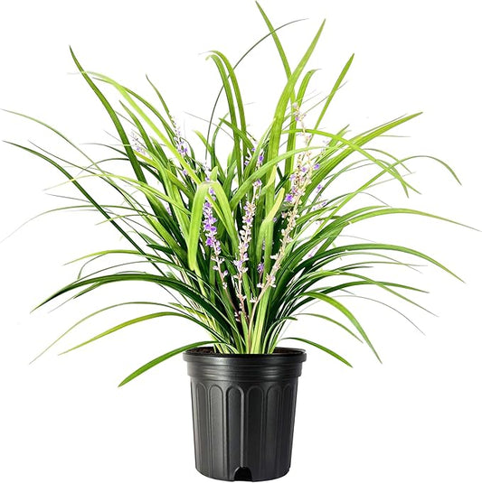 Liriope Super Blue | 1 Large Gallon Size Plant | Liriope muscari 'Super Blue' | Ornamental Ground Cover Plants | Shade-Tolerant Landscaping Perennial