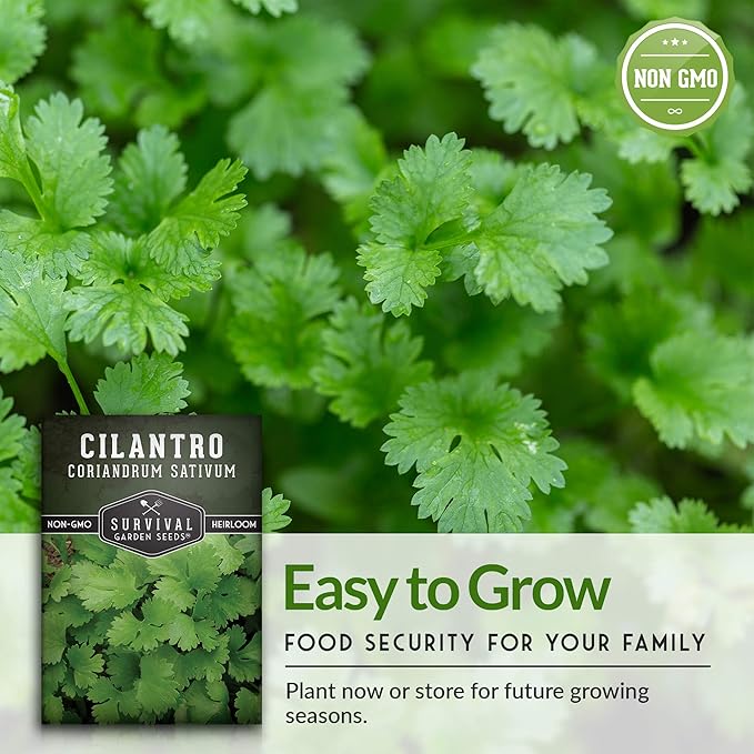 Survival Garden Seeds - Cilantro Seed for Planting - Packet with Instructions to Plant & Grow Coriandrum Sativum in Your Home Vegetable Garden - Non-GMO Heirloom Variety Herb Seed - 3 Packs