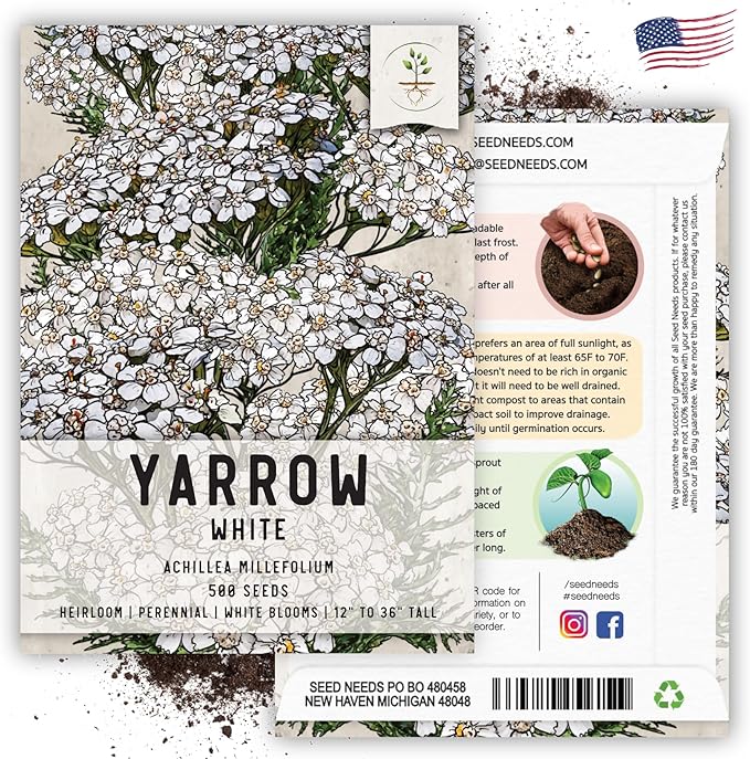 Seed Needs, White Yarrow Seeds - 500 Heirloom Seeds for Planting Achillea millefolium - Perennial Host Plant to Attract Monarch Butterflies & Other Pollinators (1 Pack)