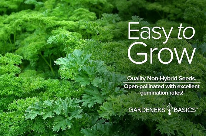 Gardeners Basics, Curled Parsley Seeds for Planting Indoors and Outdoors Heirloom, Open-Pollinated, Non-GMO Curly Herb Variety- Great for Home Gardens and More