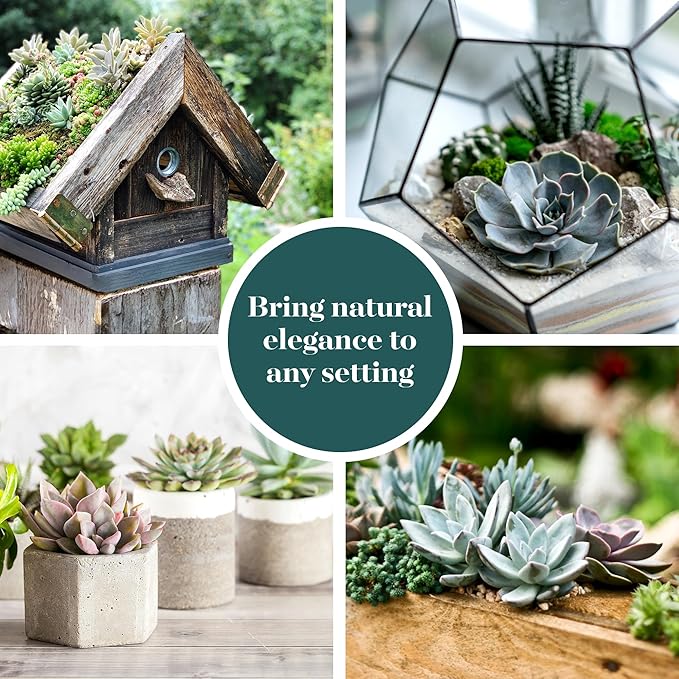 Shop Succulents Rosette Succulent Plant Pack Bulk Collection, Live Mini Succulent Plants, Low Maintenance, Floral Shaped Mix of Colors & Textures - Wedding and Party Favors, Gift & Garden, Pack of 140