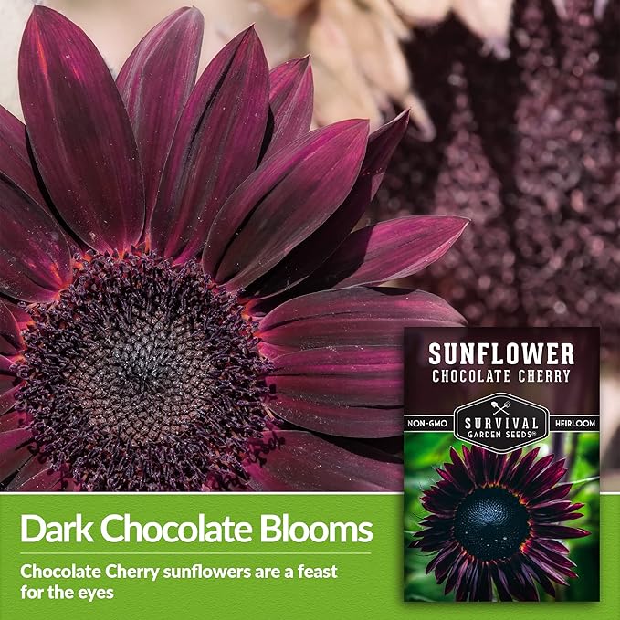 Survival Garden Seeds - Chocolate Cherry Sunflower Seed for Planting - 3 Packets with Instructions to Plant & Grow Burgundy Sunflowers in Your Vegetable & Flower Garden - Non-GMO Heirloom Variety