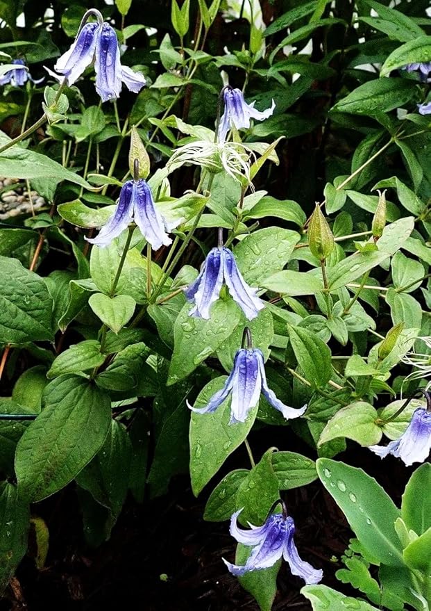 Mixed Clematis Seeds Flower Vine Perennial Flower 20 Pcs Seeds