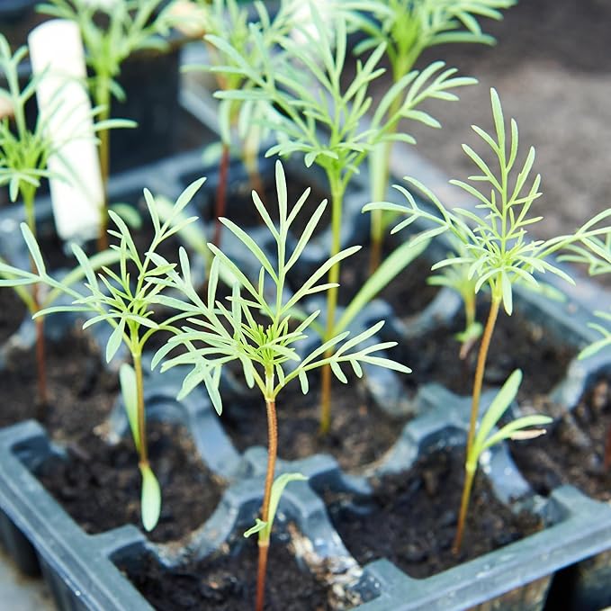 Seed Needs, 5,000+ Cosmos Seeds Sensation Blend Cosmos Seeds for Planting - Multicolored Heirloom & Open Pollinated Wildflowers to Grow a Butterfly Garden - Makes a Great Cut Flower - Bulk