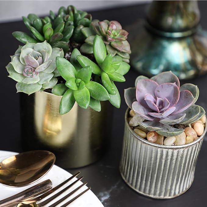 Altman Plants, Bulk Succulents Plants Live Houseplants (20PK), Live Succulents Live Plants Live House Plants Indoors Live, Live Cactus Plants Live Succulent Plants Live Indoor Plants Live Houseplants