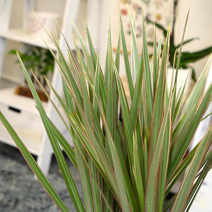 Bicolor Dracaena Plant Live Dragon Tree in 6 inch Pot, Easy Plant Decor, Dracaena Marginata House Plant, Air Purifying Plant, Live Indoor Plant, Desk Plant & Office Plant by Plants for Pets