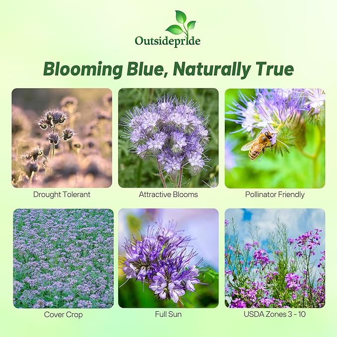 Outsidepride Lacy Phacelia Seeds for Planting - 1/4 Lb Annual, Drought-Tolerant Wildflower Seeds with Light Violet Flowers, Ideal for Pollinator Gardens, Erosion Control, & Attracts Bees & Butterflies