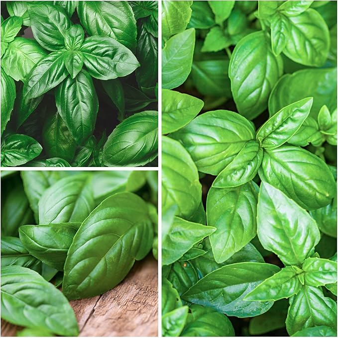 Seed Needs Italian Large Leaf Basil Seeds for Planting - Non-GMO, Heirloom & Untreated - Organically Grow an Indoor or Outdoor Home Grown Herb Garden (5 Packs)