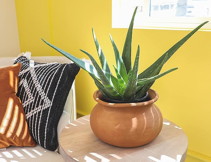 Live Aloe Vera Plant Live Succulents Plants Live Plants (1G), Aloe Plant Live Succulent Plants Live Aloe Plants Live Houseplants, Aloe Vera Plant Indoor Succulents Indoor Plants by Plants for Pets