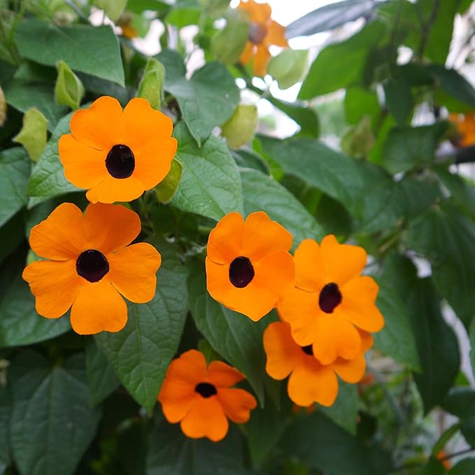 Outsidepride 200 Seeds Annual Orange Thunbergia Black-Eyed Susan Vine Flower Seed for Planting