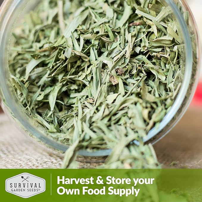Survival Garden Seeds - Russian Tarragon Seed for Planting - 5 Packs with Instructions to Plant and Grow Big Flowering Herbs in Your Home Vegetable Garden - Non-GMO Heirloom Variety