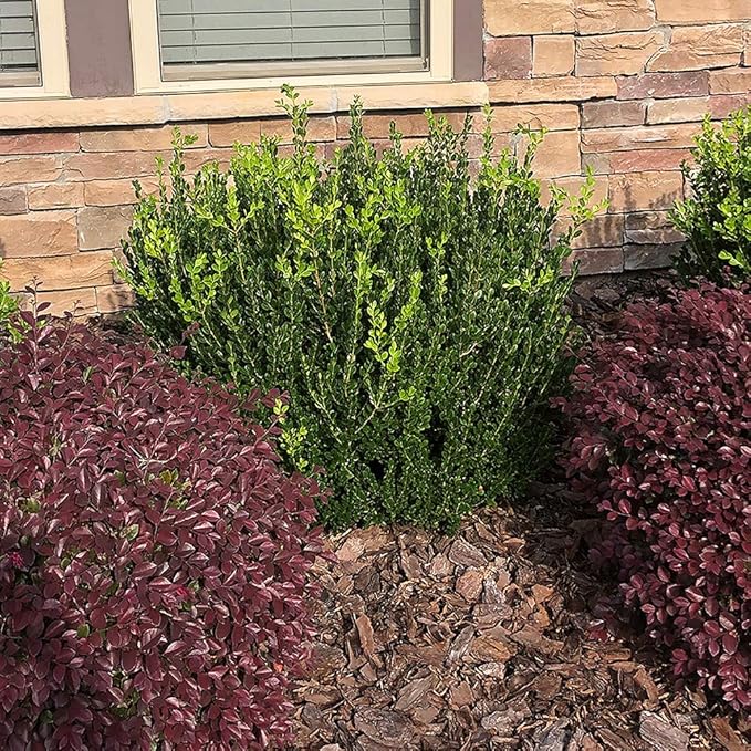 Shrub Wintergreen Boxwood 2.5 Qt, 1 Gallon, Green Foliage