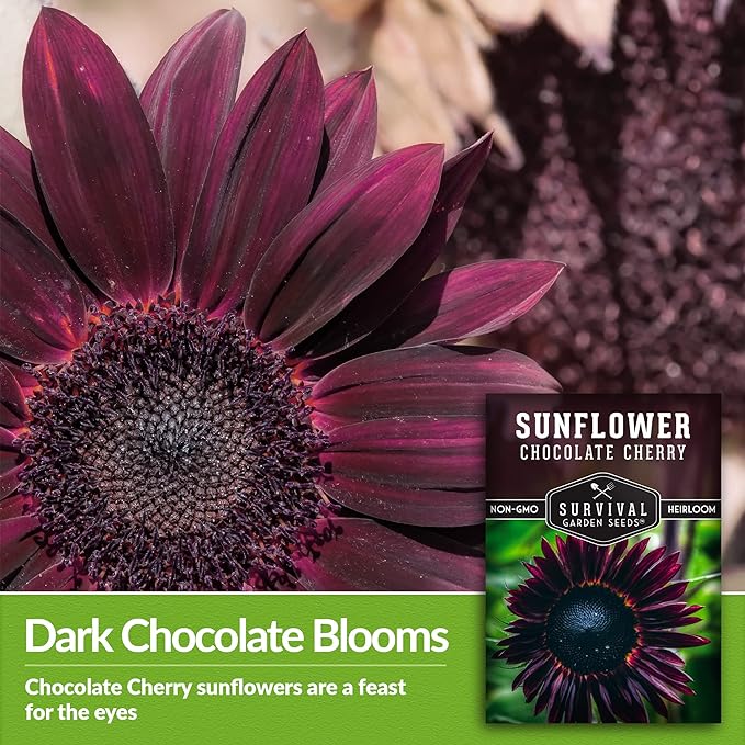 Survival Garden Seeds Chocolate Cherry Sunflower Seed for Planting - Pack with Instructions to Plant & Grow Burgundy Sunflowers in Your Vegetable & Flower Garden - Easy-to-Grow Heirloom Variety (1)