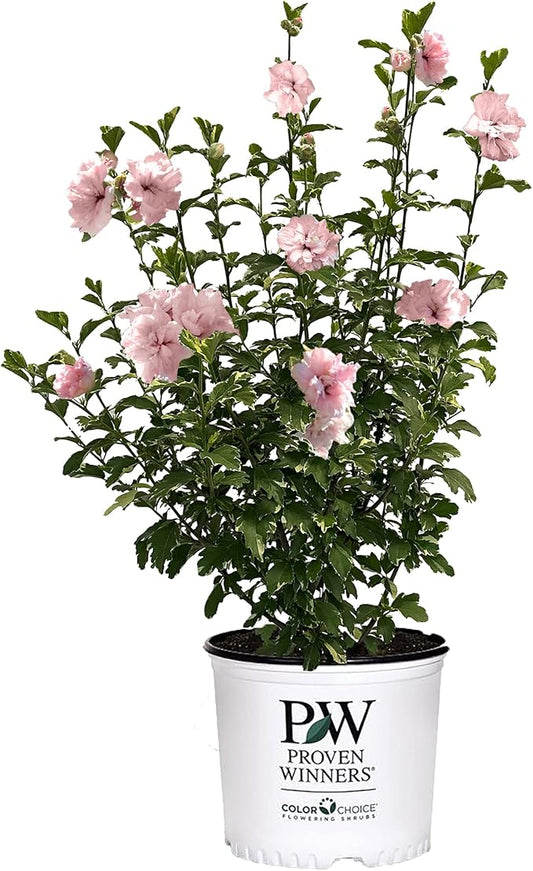 Sugar Tip Hibiscus, 2 Gallon, Blush Pink Blooms