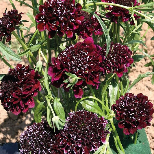 Outsidepride 100 Seeds Perennial Burgundy Beau Scabiosa Pincushion Flower Seeds for Planting