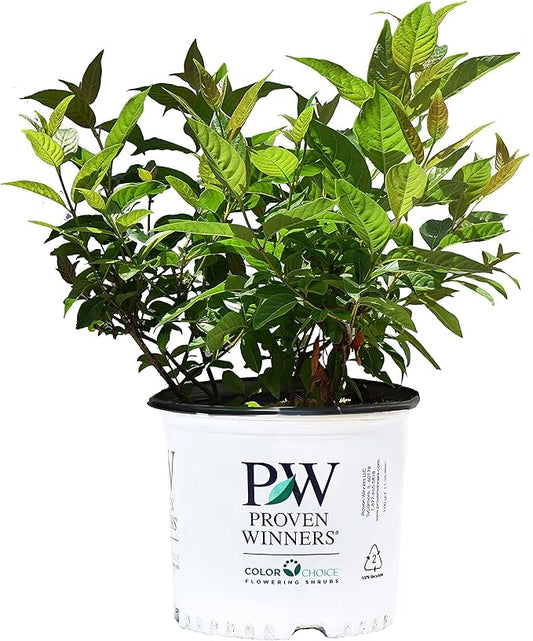 Proven Winners - Cephalanthus occidentalis Sugar Shack (Buttonbush) Shrub, white flowers, #3 - Size Container