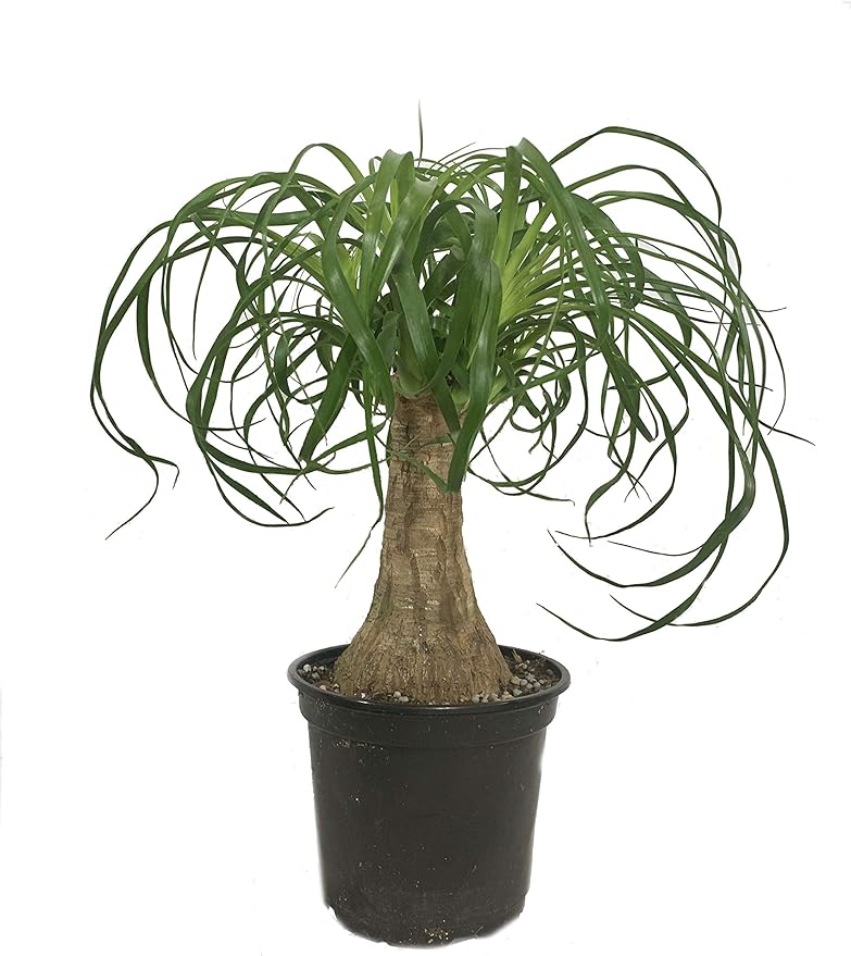 Ponytail Palm - 5 Live Plants in 6 Inch Growers Pots - Beaucarnea Recurvata - Beautiful Clean Air Indoor Succulent Houseplant