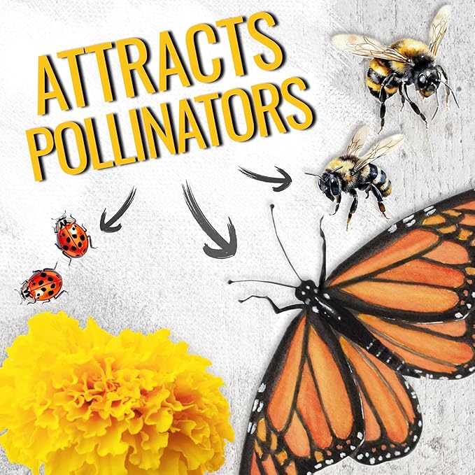 Seed Needs Crackerjack Marigold Seeds for Planting - Heirloom & Open Pollinated Annual Flowers - Plant a Butterfly Garden to Attract Pollinators (5 Packs (1,250 Seeds))