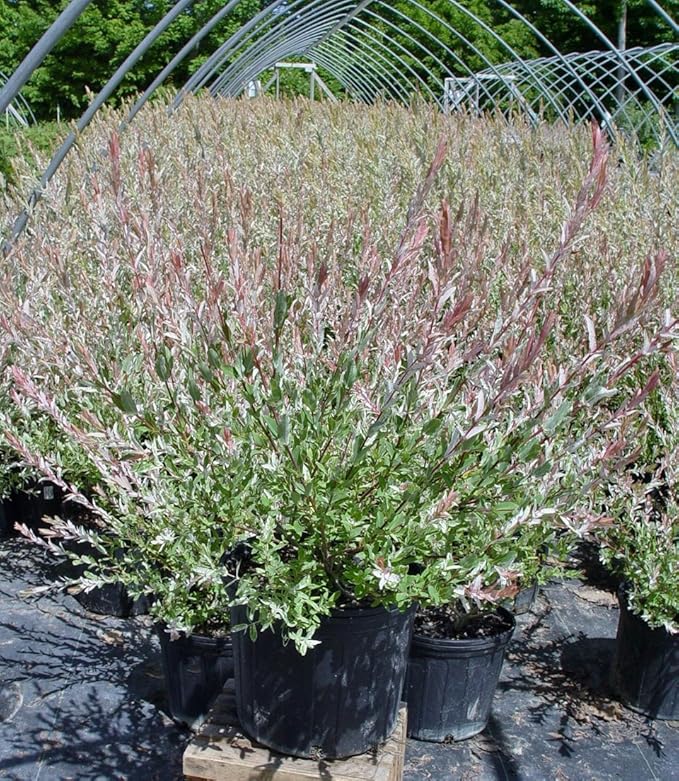 Green Promise Farms - Salix `Hakaro Nishiki' (Dappled Willow)Shrub, #3 -Size Container