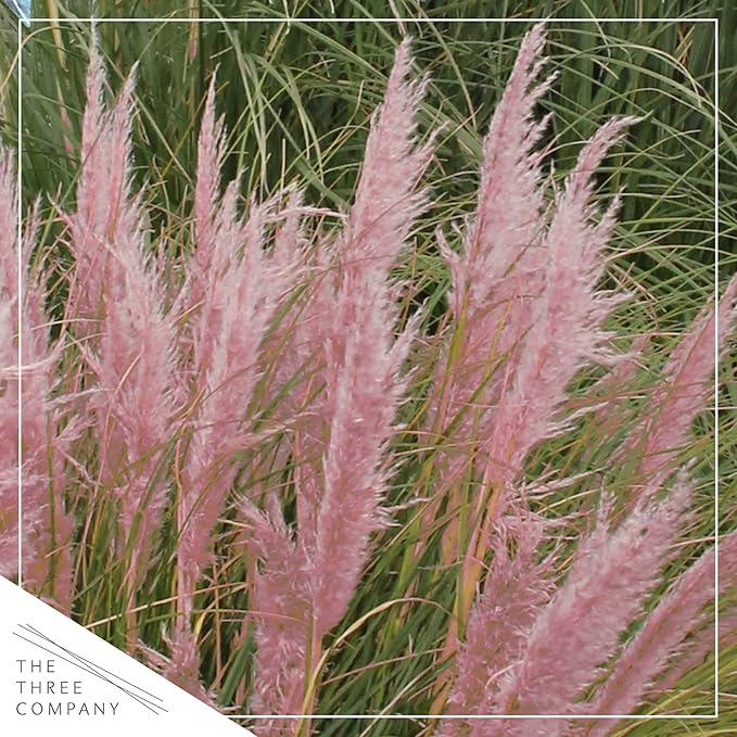 Live Perennial Pampas Grass - Assorted White and Pink (2 Per Pack), Showy Accent Plant, 12" Tall by 6" Wide in 1.5 Quart Pot (Pack of 2)