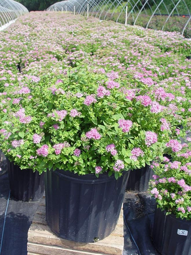 Spiraea jap. 'Little Princess' (Spirea) Shrub, #3 - Size Container