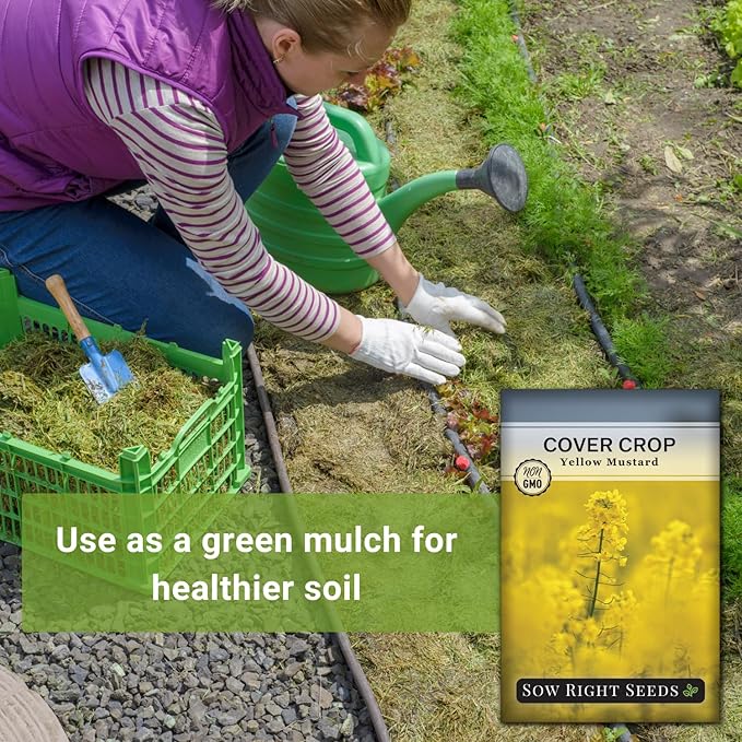 Sow Right Seeds - Yellow Mustard Seed for Planting - Cover Crops to Plant in Your Home Garden - Enriches Soil - Suppresses Weeds - Cold Hardy - Non-GMO Heirloom Seeds - Great Gardening Gift (1)