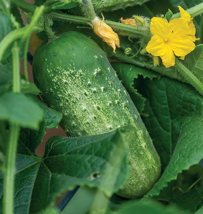 Burpee 'Picklebush' Pickling Cucumber Seeds, 50 Non-GMO seeds, Container Friendly, Burpee Exclusive