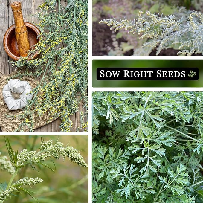 Sow Right Seeds - Wormwood Seeds for Planting - Non-GMO Heirloom Packet with Instructions to Plant & Grow an Outdoor or Indoor Herb Garden - Sagewort Repels Mosquitoes - Medicinal Worm Wood Herb (2)