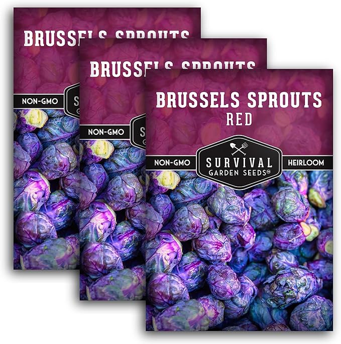 Red Brussels Sprouts Seed for Planting - 3 Packets with Instructions to Plant and Grow Unique Brassica Plants in Your Home Vegetable Garden - Non-GMO Heirloom Variety - Survival Garden Seeds