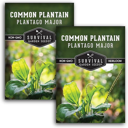 Common Plantain Seeds for Planting - 2 Packets with Instructions to Plant and Grow Plantago Major in Your Home Garden - Non-GMO Heirloom Medicinal Herb - Survival Garden Seeds