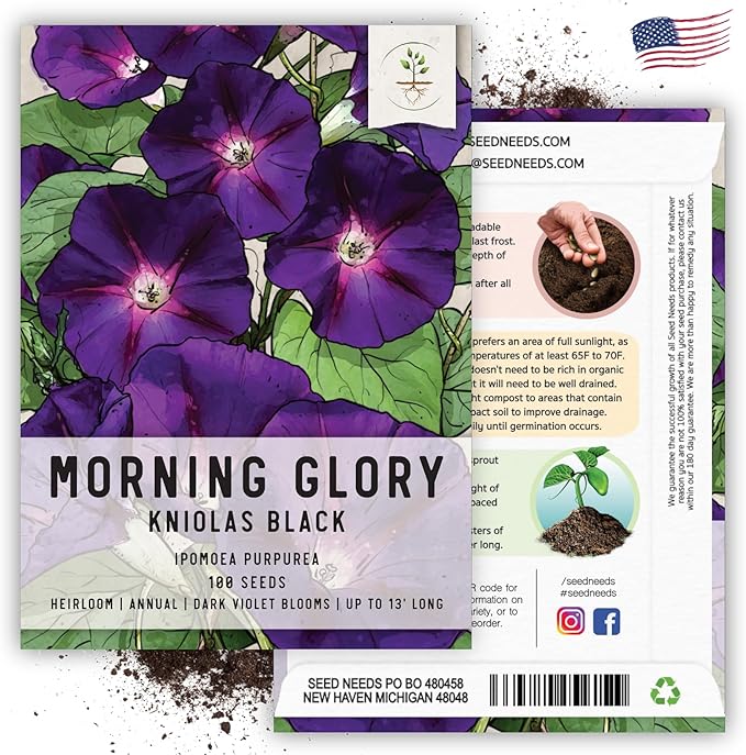 Seed Needs Black Kniolas Morning Glory Seeds for Planting - Heirloom & Open Pollinated Annual Vines - Cover a Fence or Trellis in Deep Purple Almost Black Flowers (1 Pack)